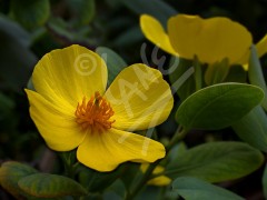 TASMANIA Yellow Tree Poppy